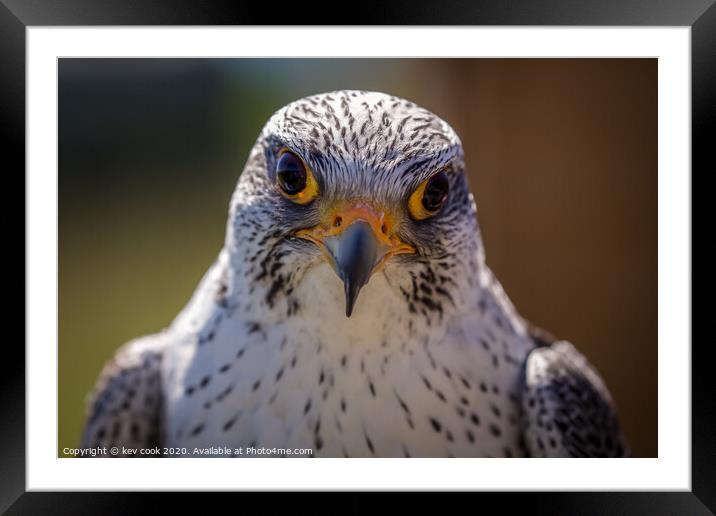 Peregrine falcon Framed Mounted Print by kevin cook