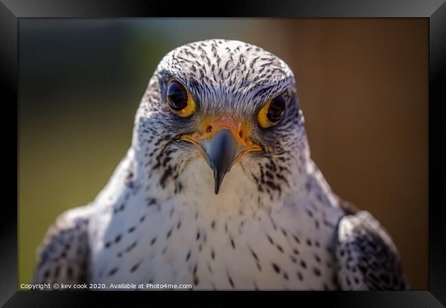 Peregrine falcon Framed Print by kevin cook
