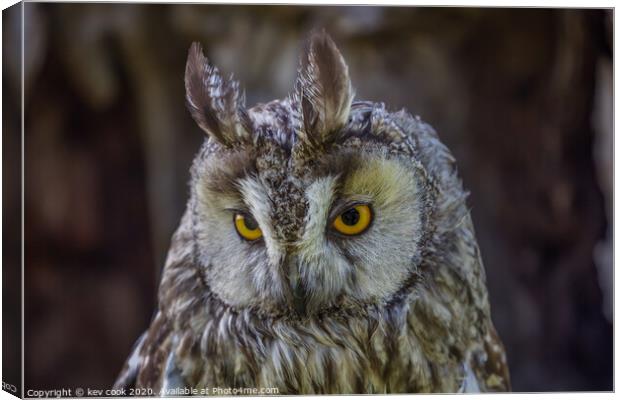 Eagle owl Canvas Print by kevin cook