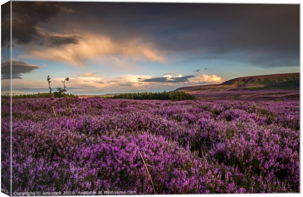 Heather Canvas Print by kevin cook
