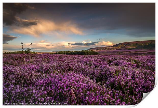 Heather Print by kevin cook