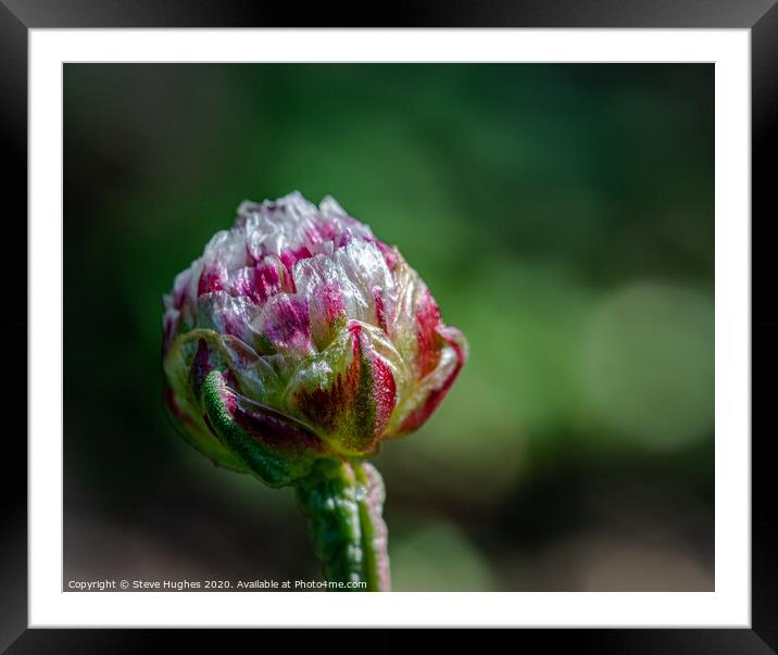 Thrift bud about to open Framed Mounted Print by Steve Hughes