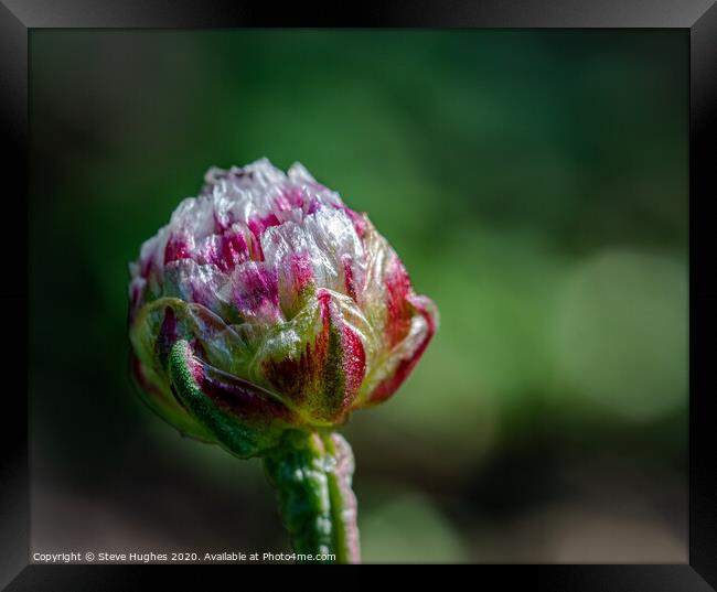 Thrift bud about to open Framed Print by Steve Hughes