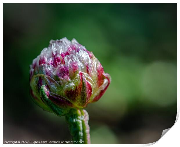 Thrift bud about to open Print by Steve Hughes