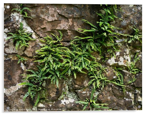 Belvedere house garden ferns, Ireland Acrylic by Frank Bach