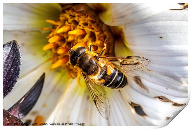 Delicate Pollinator in Action Print by Don Nealon