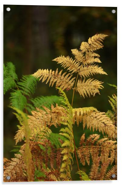 Cotswold ferns Acrylic by Simon Johnson