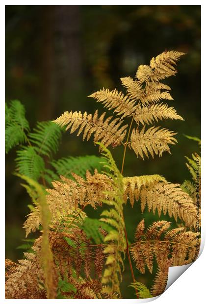 Cotswold ferns Print by Simon Johnson