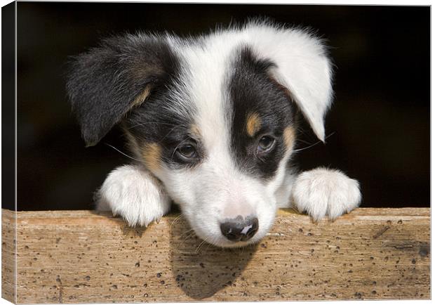 Sheep dog puppy Canvas Print by Rory Trappe
