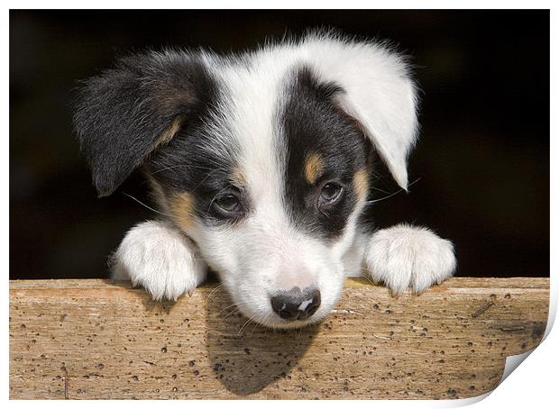 Sheep dog puppy Print by Rory Trappe