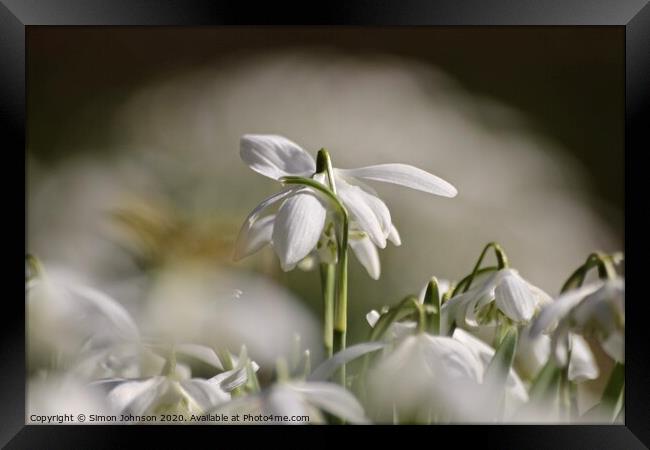 Snowdrop close up Framed Print by Simon Johnson