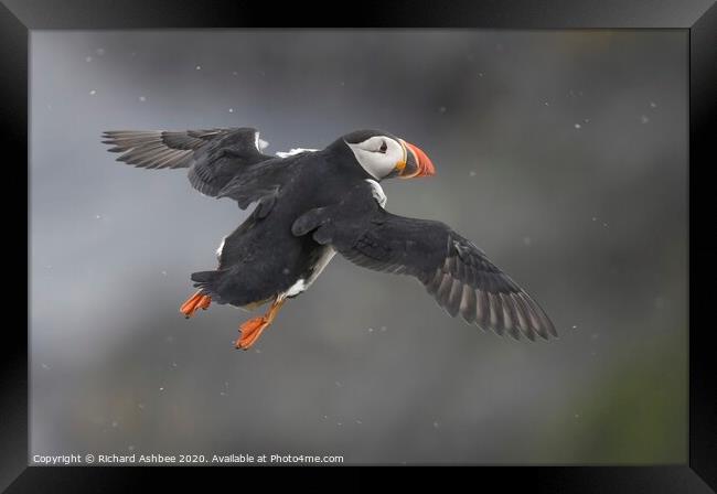 Puffin in flight Framed Print by Richard Ashbee