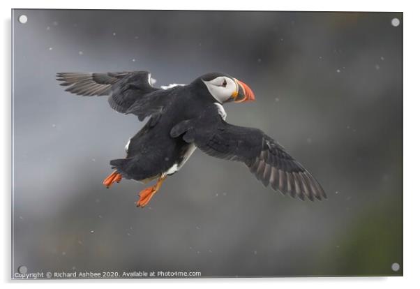 Puffin in flight Acrylic by Richard Ashbee