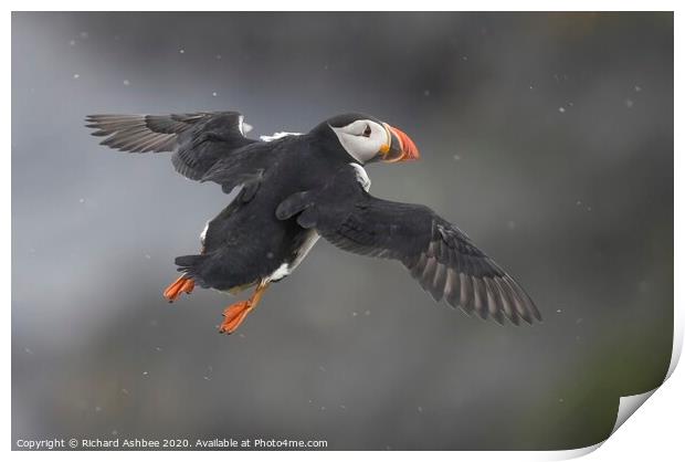 Puffin in flight Print by Richard Ashbee