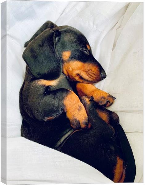 Puppy dachshund sleeping  Canvas Print by Louise Stainer