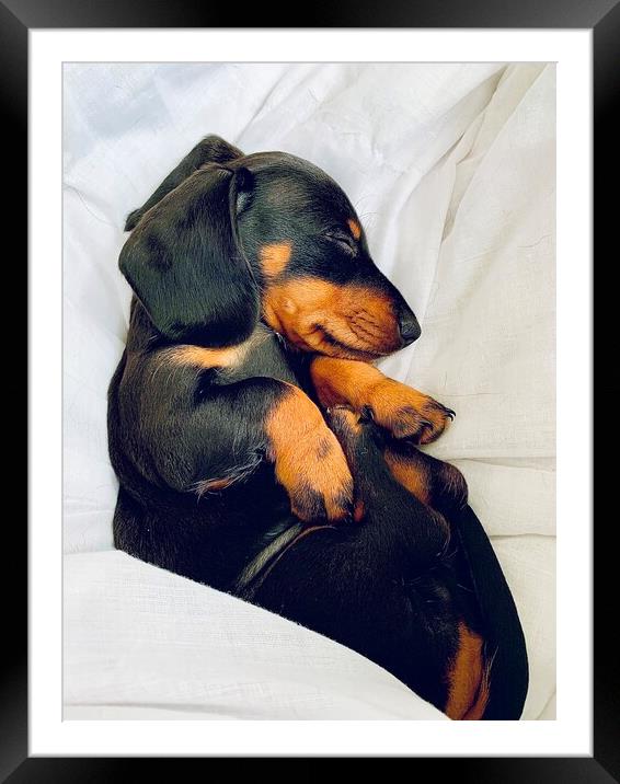 Puppy dachshund sleeping  Framed Mounted Print by Louise Stainer