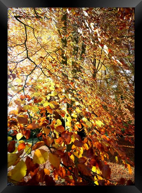 Sunlit autumn leaves Framed Print by Simon Johnson