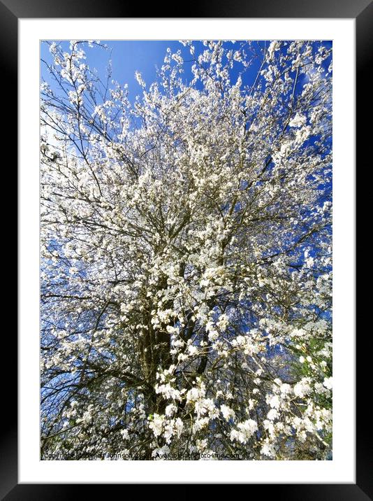 spring apple blossom Framed Mounted Print by Simon Johnson