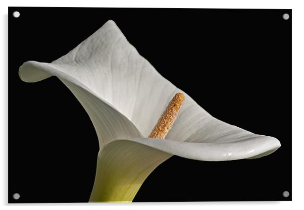 Calla Lily I Acrylic by David Pringle