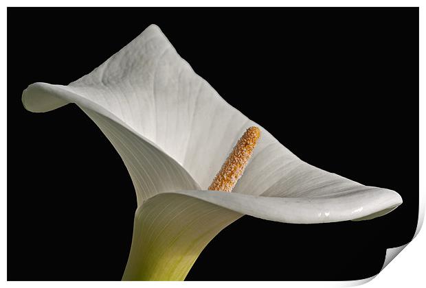 Calla Lily I Print by David Pringle
