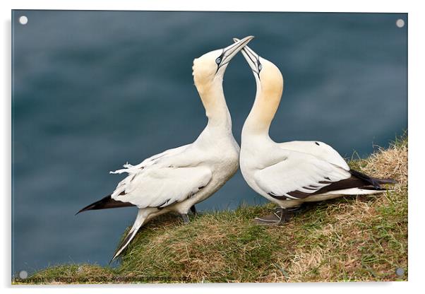 Courting Gannets Acrylic by George Cox