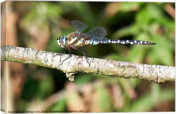 Migrant Hawker Canvas Print by George Cox