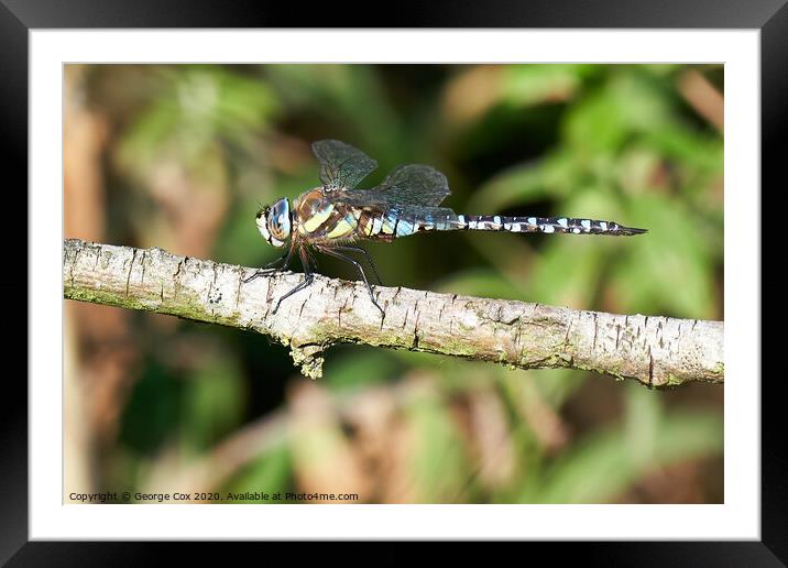 Migrant Hawker Framed Mounted Print by George Cox