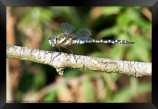 Migrant Hawker Framed Print by George Cox