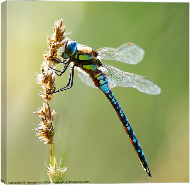 Migrant Hawker on a grass Canvas Print by George Cox