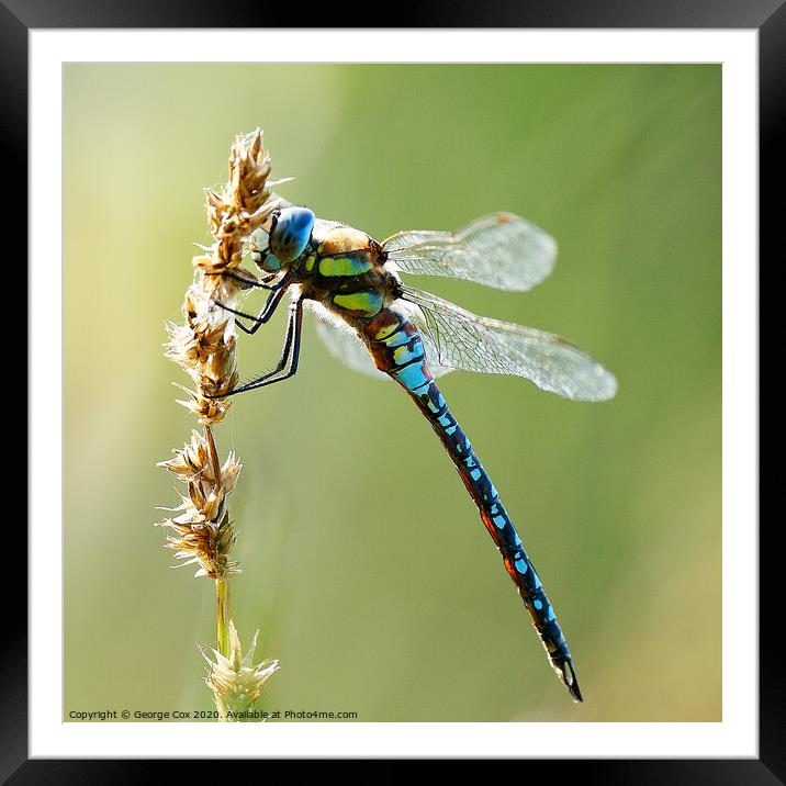 Migrant Hawker on a grass Framed Mounted Print by George Cox