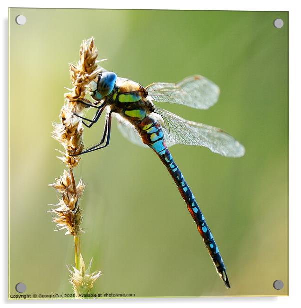 Migrant Hawker on a grass Acrylic by George Cox