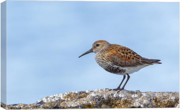 Dunlin on a rock Canvas Print by George Cox