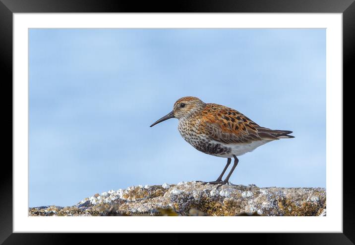 Dunlin on a rock Framed Mounted Print by George Cox