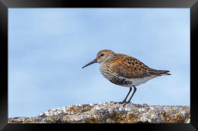 Dunlin on a rock Framed Print by George Cox