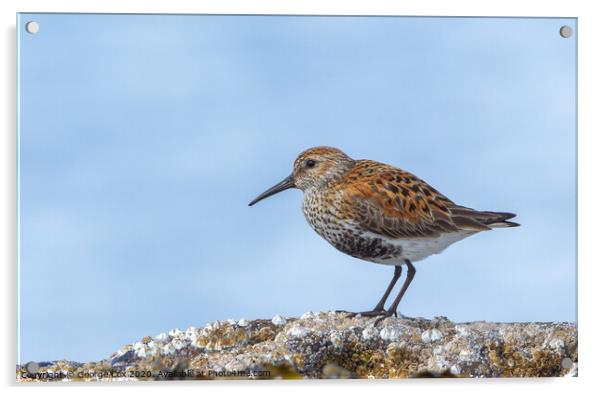 Dunlin on a rock Acrylic by George Cox