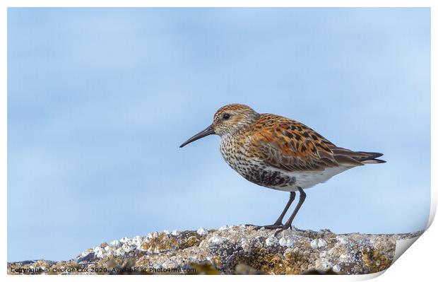 Dunlin on a rock Print by George Cox