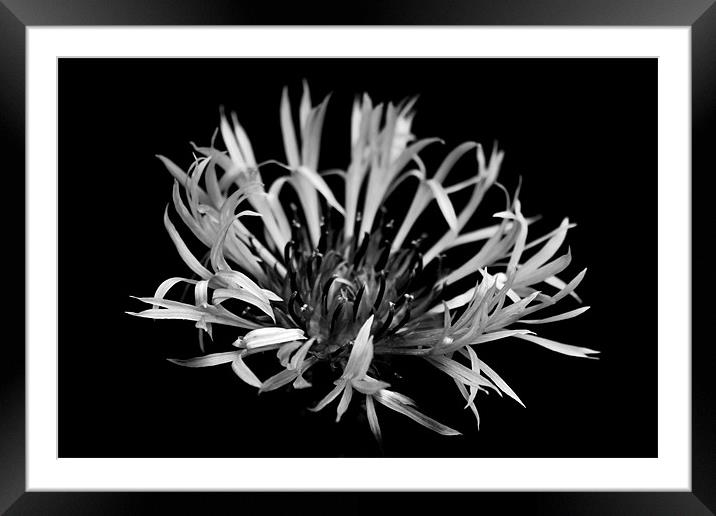 Tangled petals Framed Mounted Print by Samantha Higgs