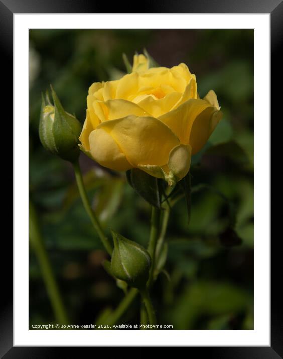 Yellow rose Framed Mounted Print by Jo Anne Keasler