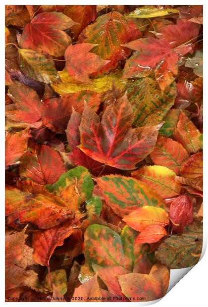 Autumn leaves  Print by Simon Johnson