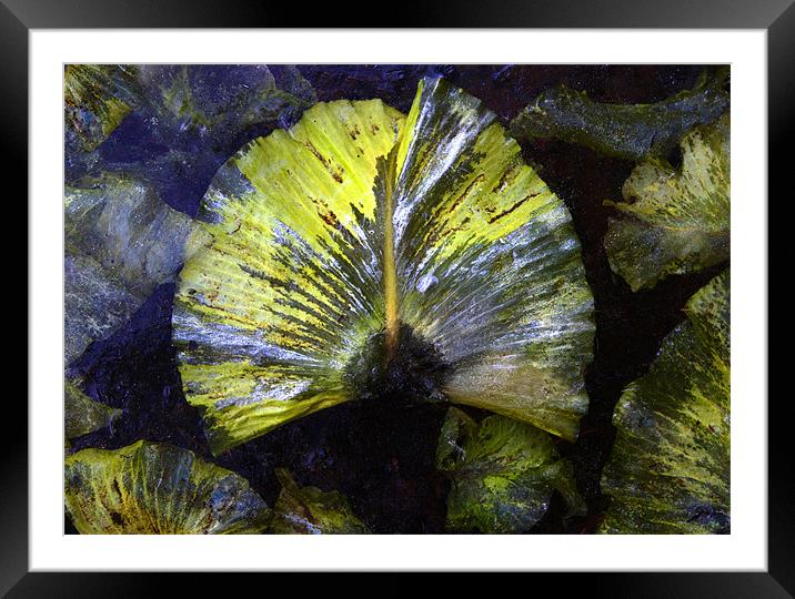 Frozen lily leaves Framed Mounted Print by Rory Trappe