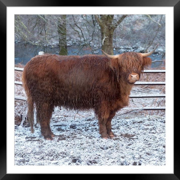 Highland Cow in Winter Framed Mounted Print by Derek Beattie