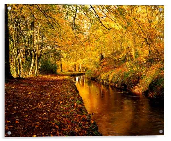 Tavistock Canal In  Autumn Acrylic by Maggie McCall