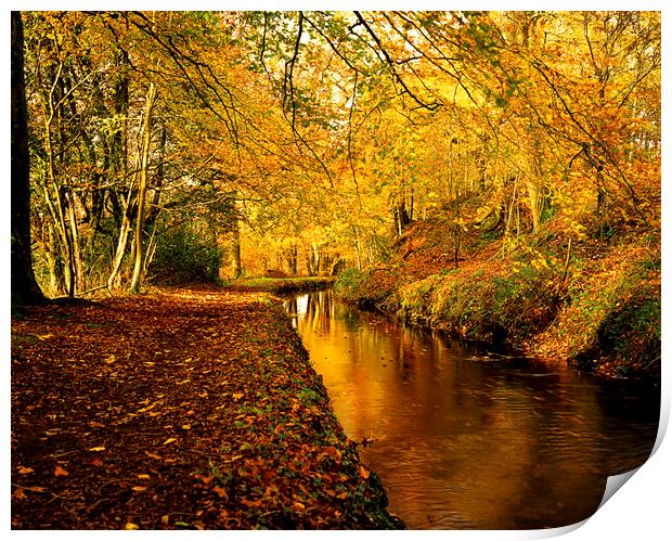 Tavistock Canal In  Autumn Print by Maggie McCall