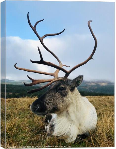Posing Reindeer Canvas Print by Alan Barnes