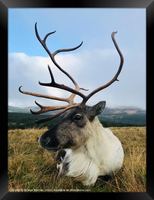 Posing Reindeer Framed Print by Alan Barnes