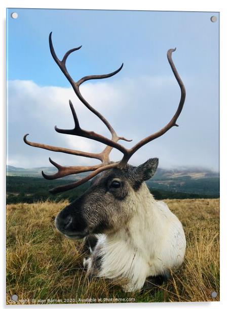Posing Reindeer Acrylic by Alan Barnes