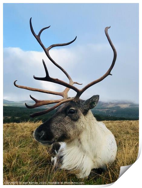 Posing Reindeer Print by Alan Barnes