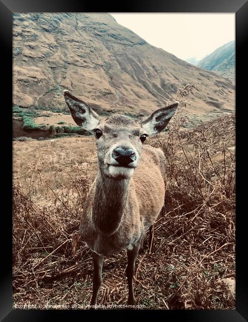 Nosy Red Deer at Glen Etive  Framed Print by Alan Barnes