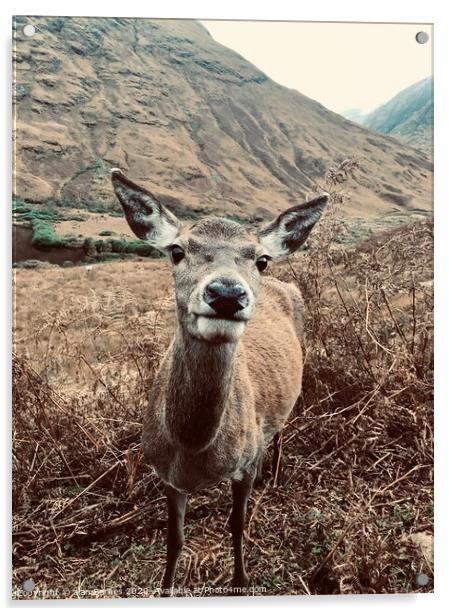 Nosy Red Deer at Glen Etive  Acrylic by Alan Barnes