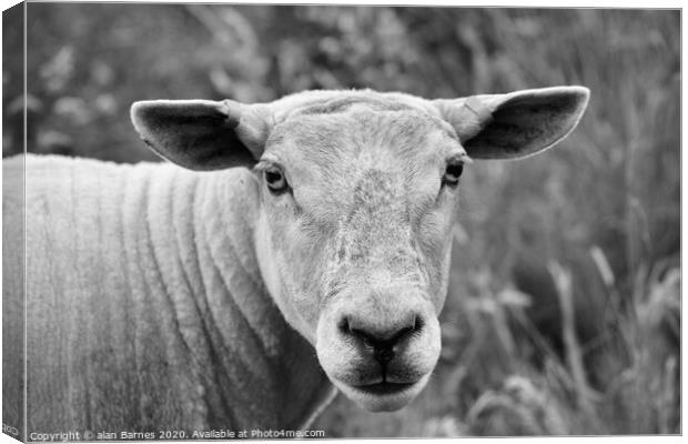 Sheep staring at me! Canvas Print by Alan Barnes